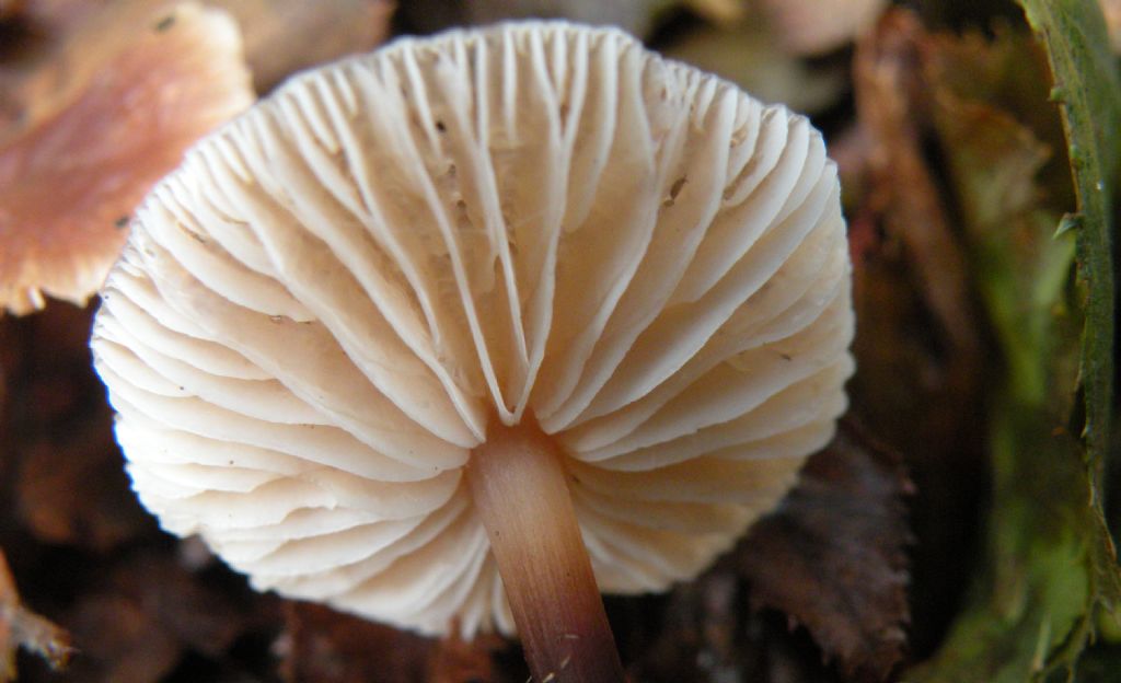 Collybia (forse) con gambo scuro